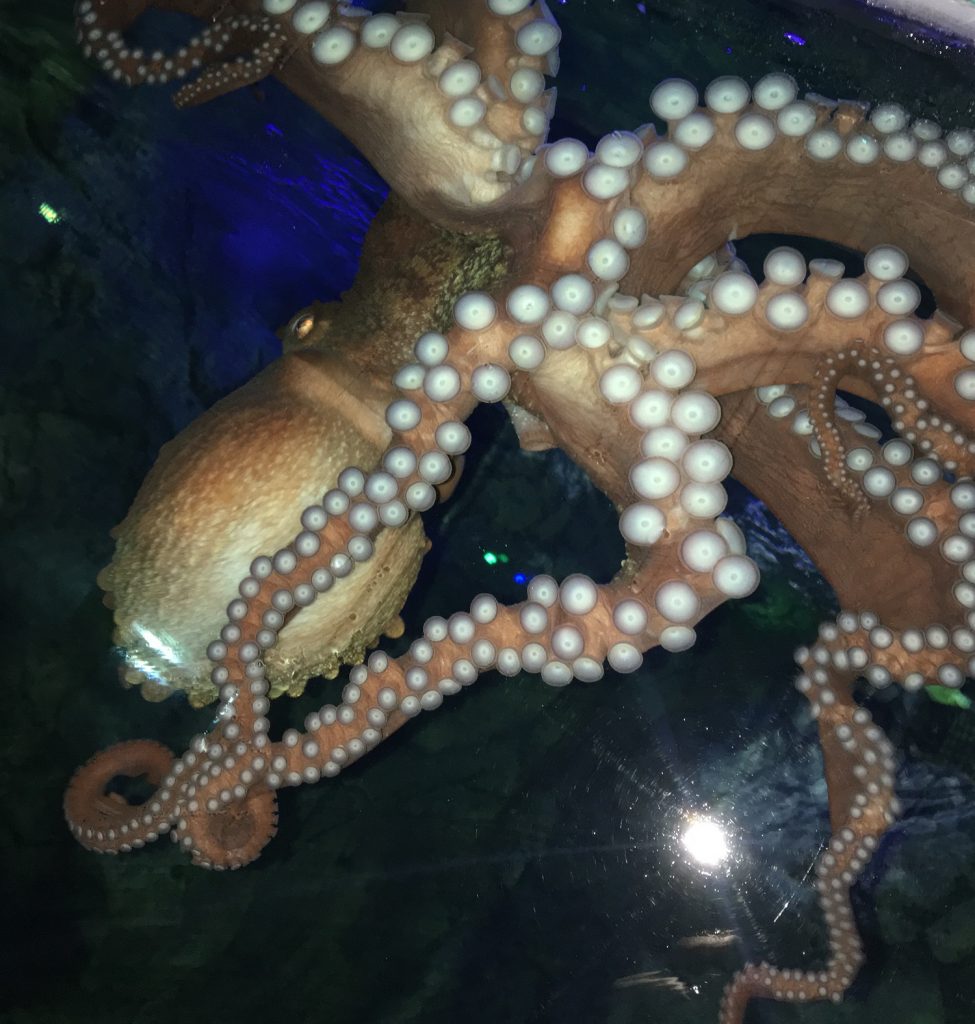 My Octopus Teacher – A Blue  Reef Review