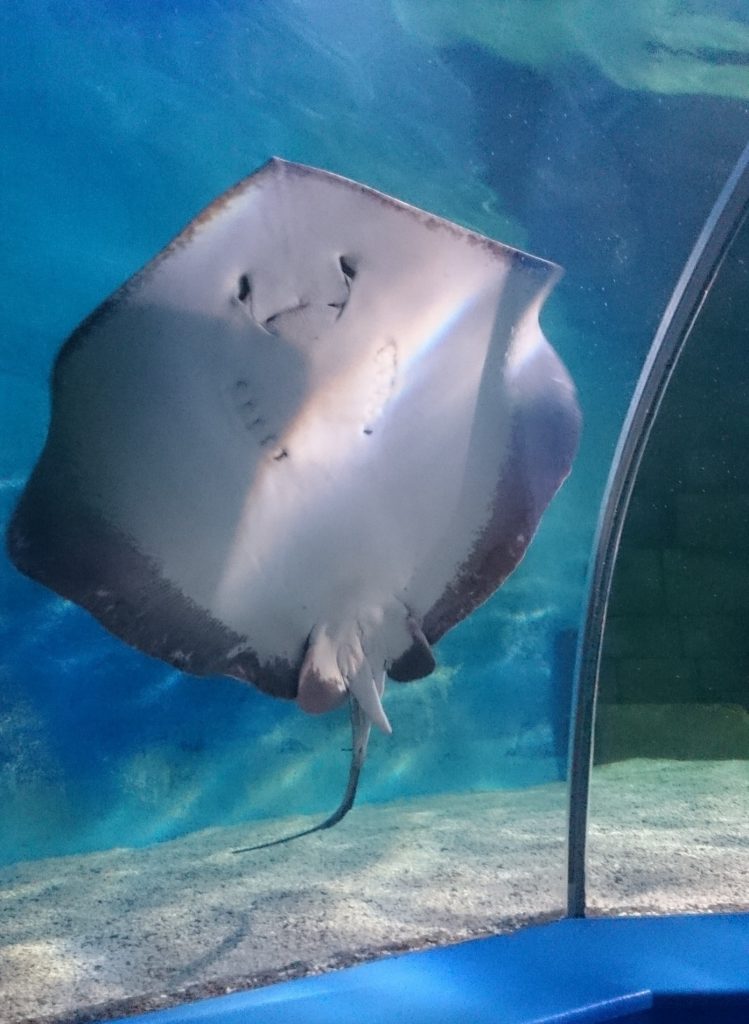 Keepers Name Baby Stingrays After 1D